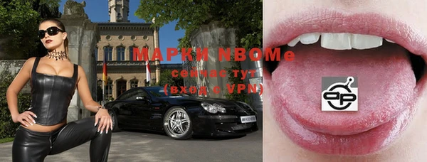 сатива Новозыбков